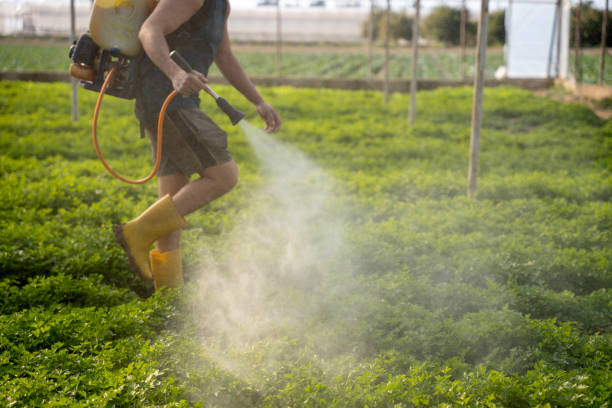 Best Exterminator Services  in Avodo Heights, CA