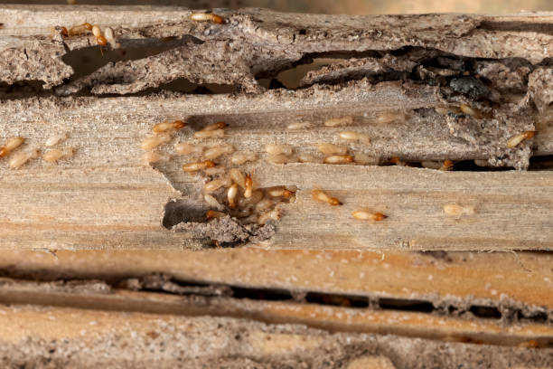 Best Termite Control Services  in Avodo Heights, CA